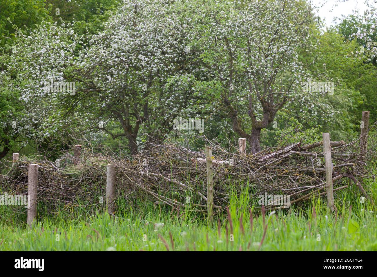 Recinzione, in legno di spazzolame, habitat per un sacco di animali, Germania Foto Stock