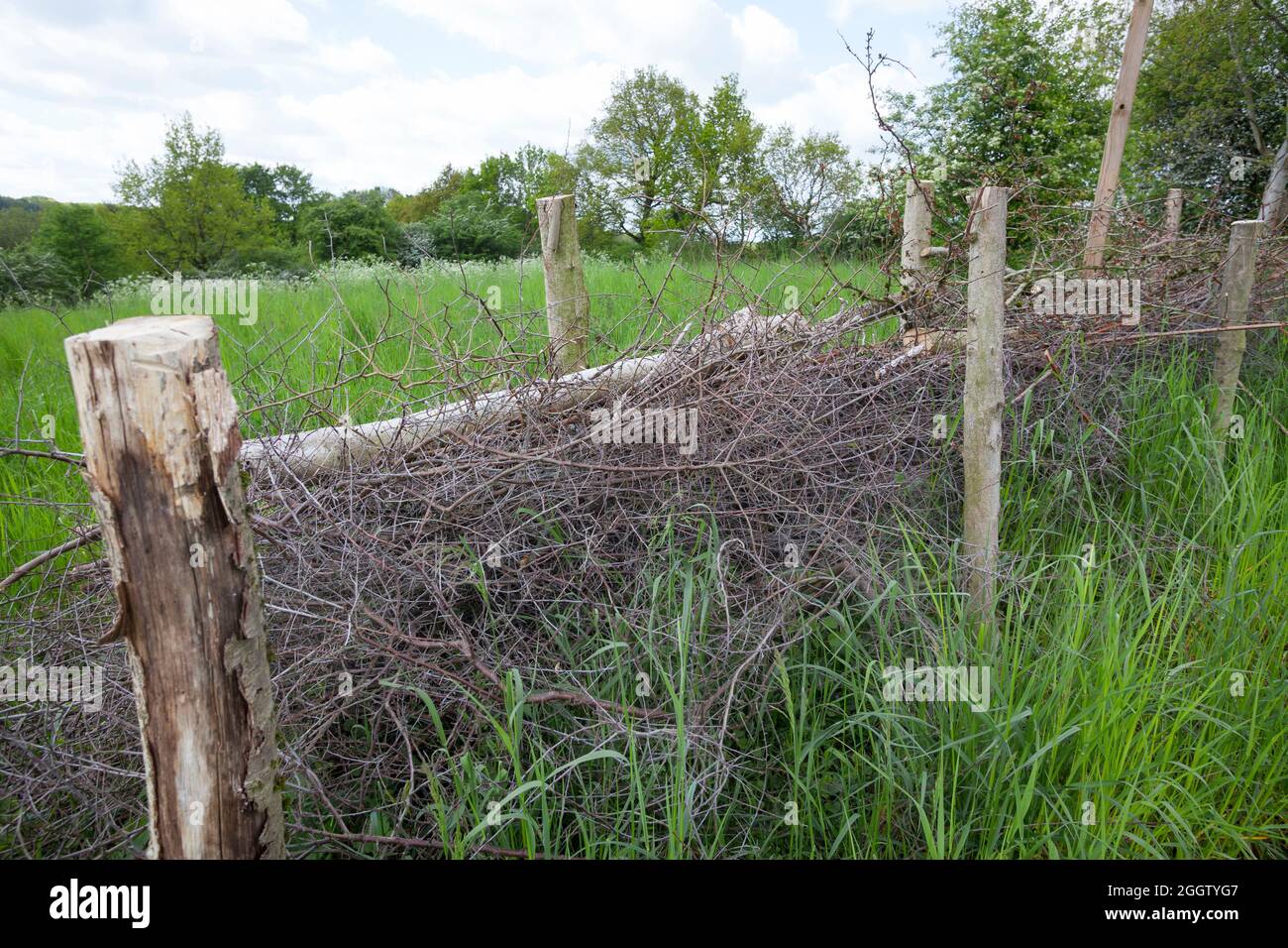 Recinzione, in legno di spazzolame, habitat per un sacco di animali, Germania Foto Stock