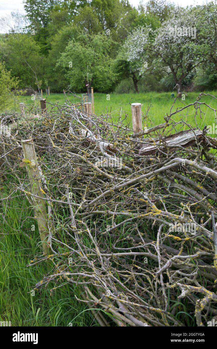 Recinzione, in legno di spazzolame, habitat per un sacco di animali, Germania Foto Stock