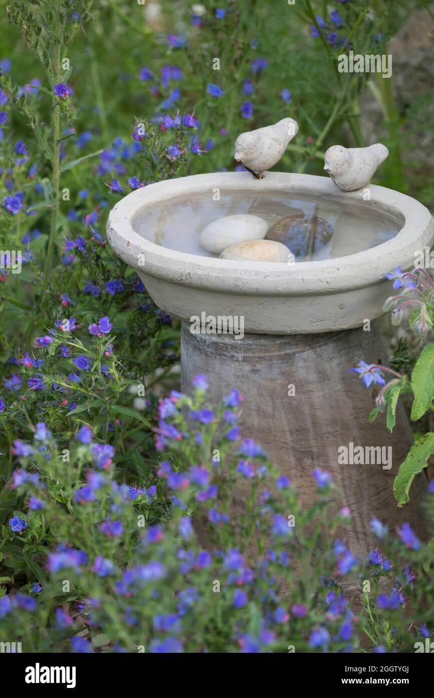 Luogo di irrigazione per gli uccelli in un giardino, Germania Foto Stock