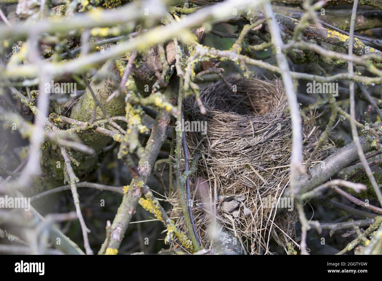 blackbird (Turdus merula), nido d'uccello in un mucchio di legno di spazzolame, Germania Foto Stock