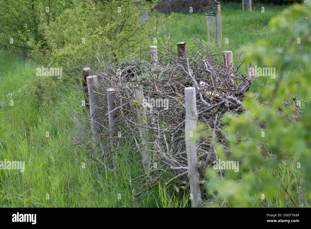 Recinzione, in legno di spazzolame, habitat per un sacco di animali, Germania Foto Stock