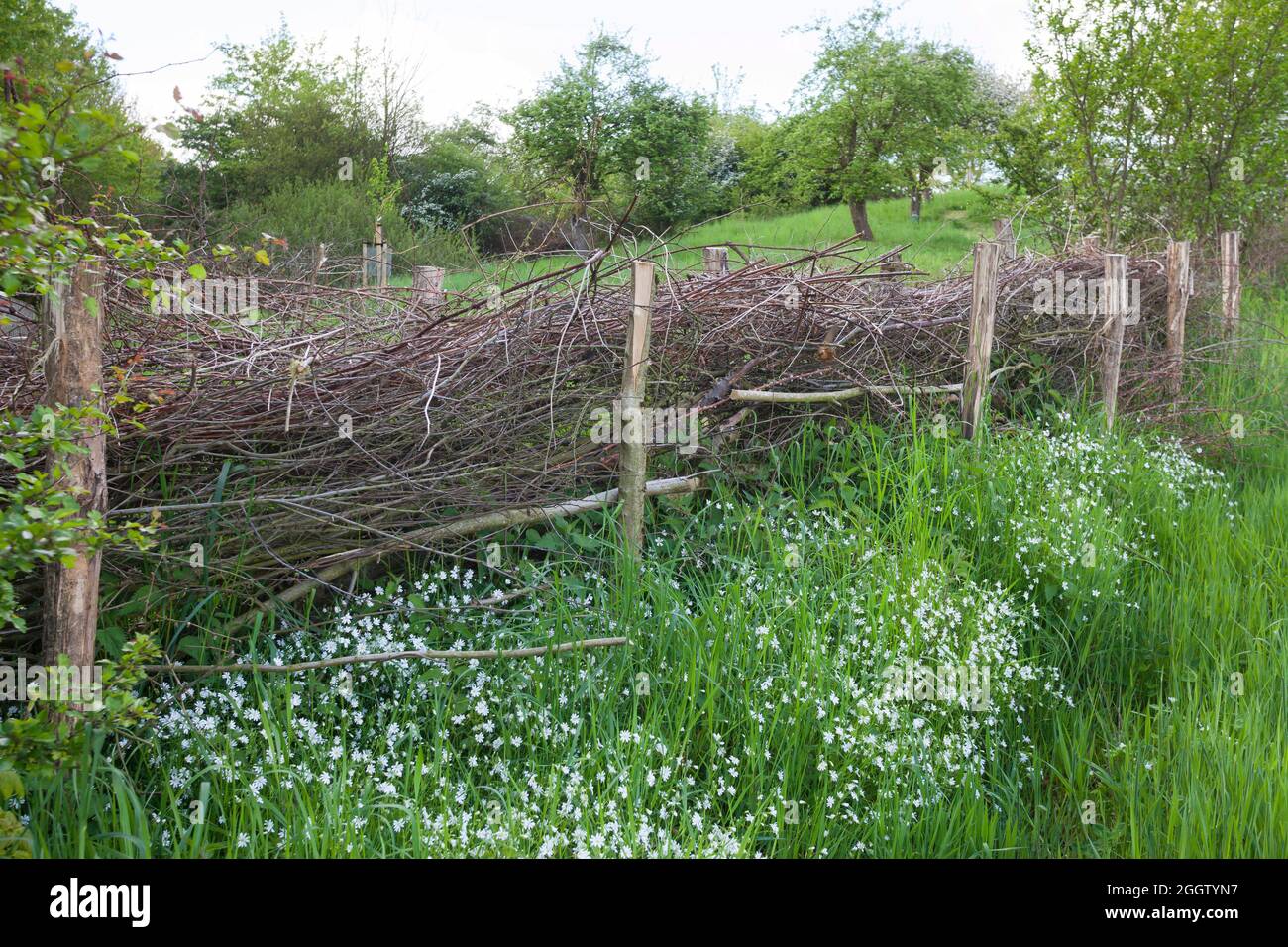 Recinzione, in legno di spazzolame, habitat per un sacco di animali, Germania Foto Stock