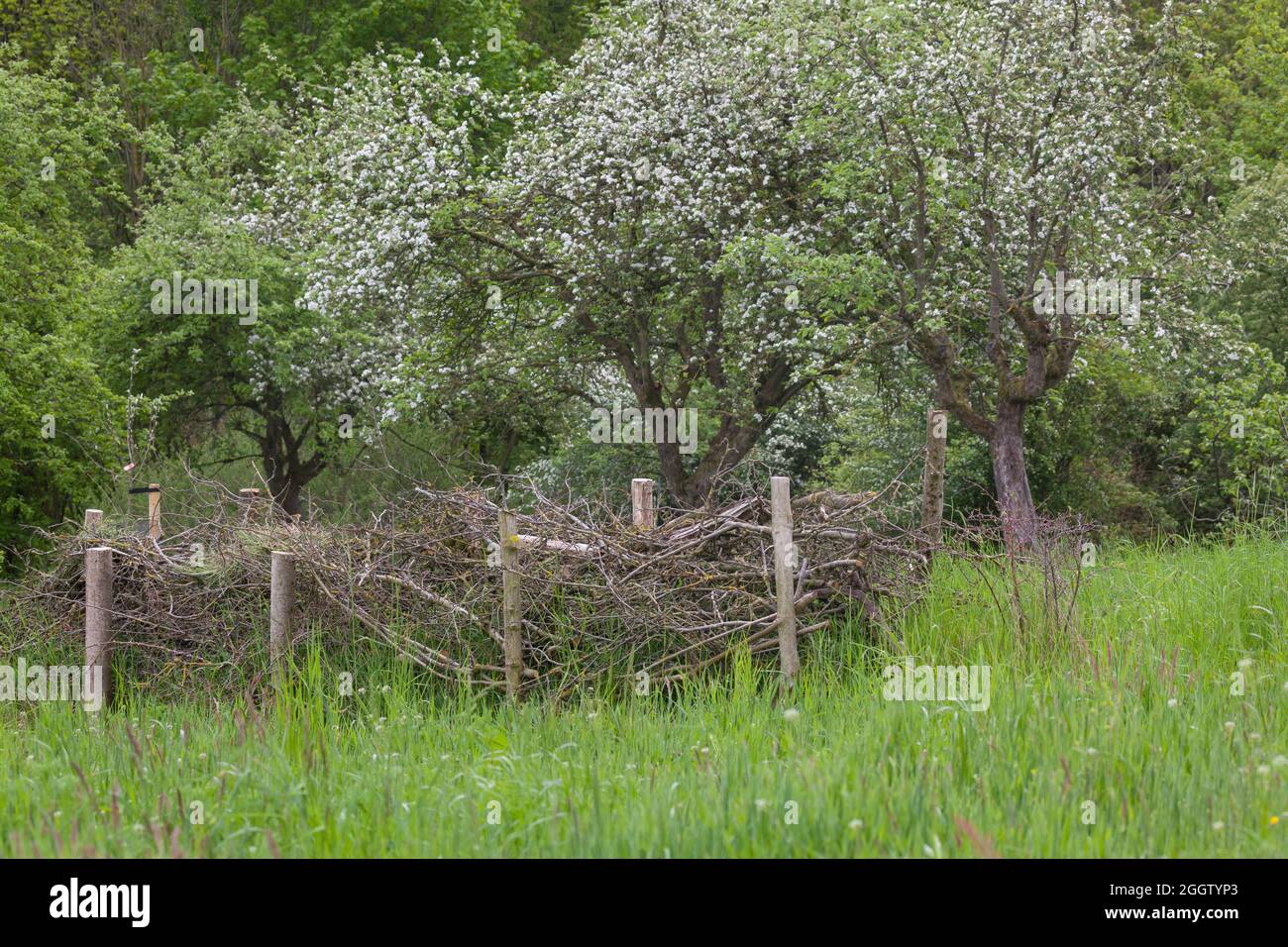 Recinzione, in legno di spazzolame, habitat per un sacco di animali, Germania Foto Stock
