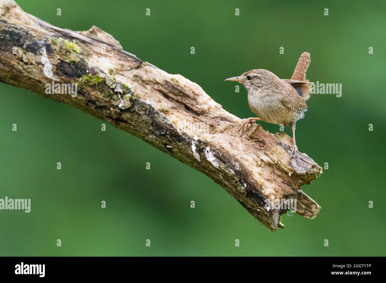 wren eurasiatico (Troglodytes troglodytes), arroccato su un ramo, Germania Foto Stock