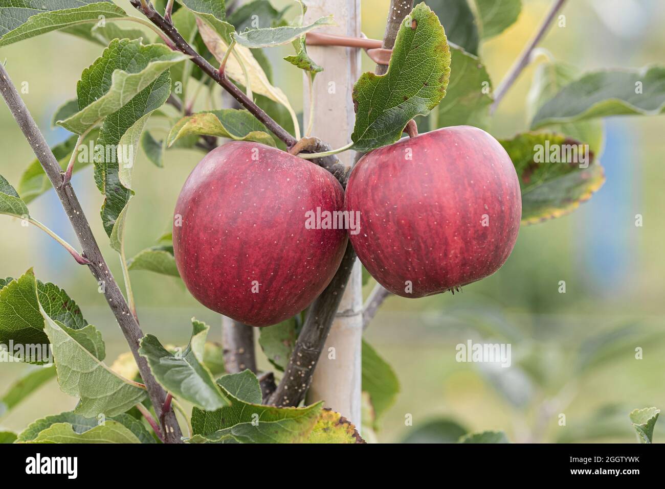 apple (Galassia di gala di Malus domestica, Galassia di gala di Malus domestica), mele su tre, Galassia di gala di cultivar Foto Stock