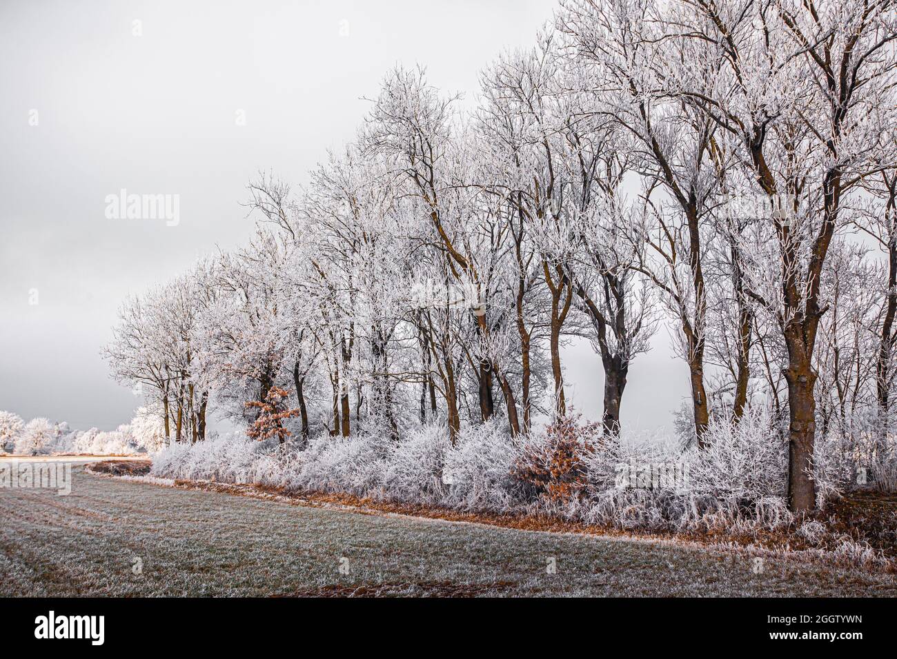 Fila di alberi e siepe con gelo di bue al bordo del campo, Germania, Baviera Foto Stock