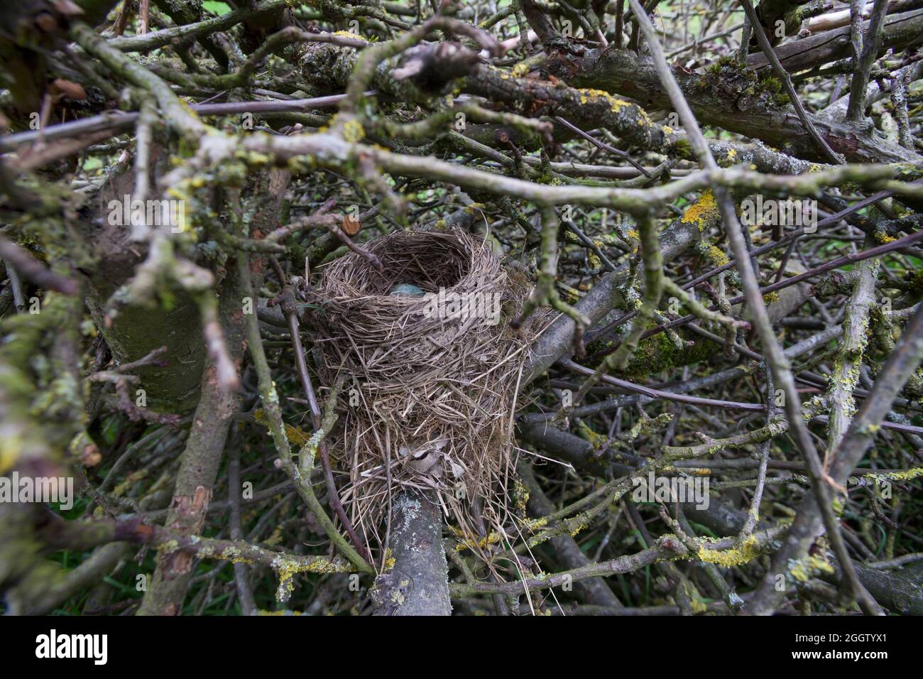 blackbird (Turdus merula), nido d'uccello in un mucchio di legno di spazzolame, Germania Foto Stock