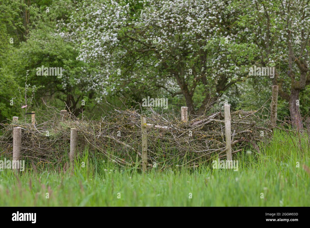 Recinzione, in legno di spazzolame, habitat per un sacco di animali, Germania Foto Stock