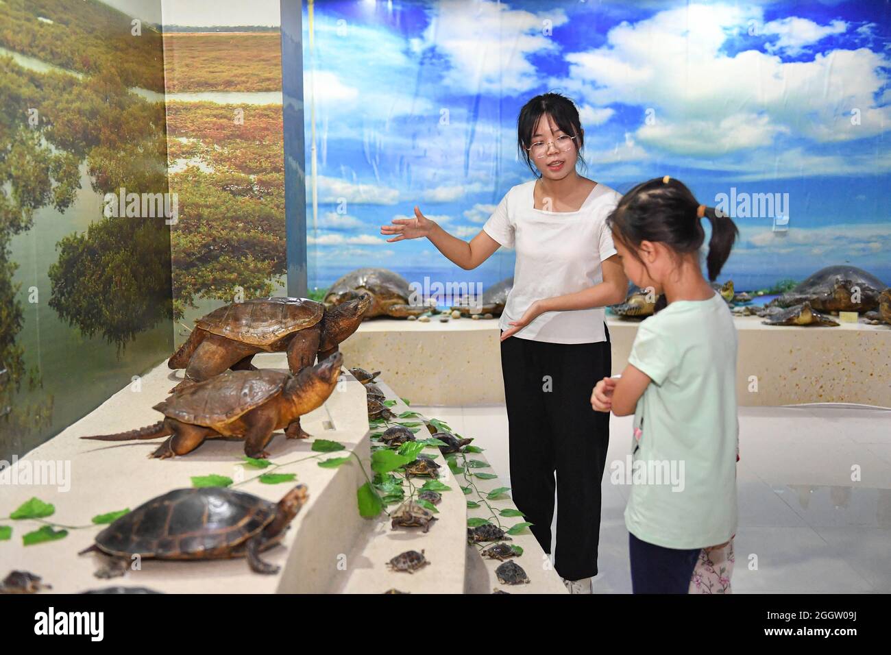 (210903) -- HAIKOU, 3 settembre 2021 (Xinhua) -- un volontario della 'stazione di pronto soccorso della tartaruga' nell'Università normale di Hainan spiega le esposizioni ad un ospite giovane ad un museo di specialità dell'università in Haikou, provincia di Hainan della Cina del sud, il 31 agosto 2021. Fondata nel 2013, la "stazione di pronto soccorso delle tartarughe" dell'Università normale di Hainan è stata dedicata all'aiuto alle tartarughe in condizioni di bisogno e alla sensibilizzazione della gente sulla protezione delle tartarughe. Gestita da più di 30 volontari di biologia e da major collegati in tutta l'università, questa stazione cura e riabilita le tartarughe. I volontari hanno detto che si sentono bene Foto Stock