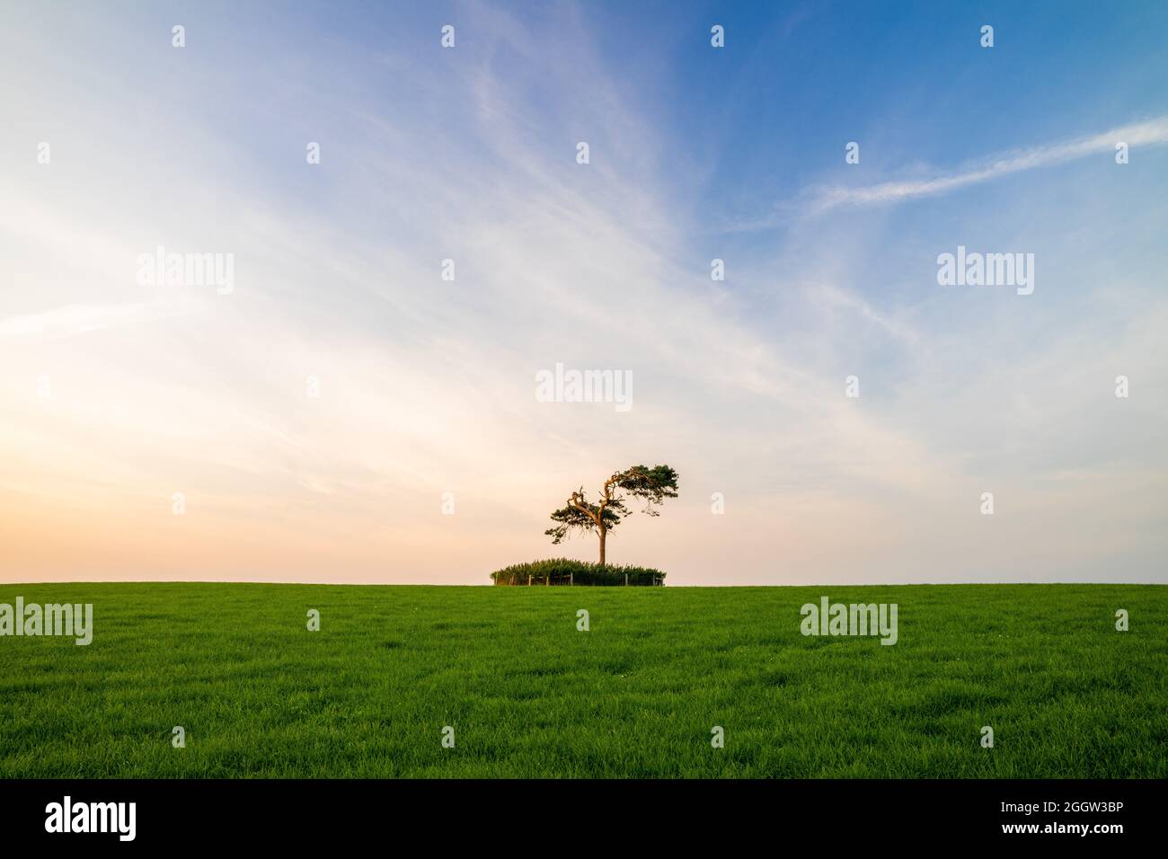 Lone tree on Horizon in Field in County Louth, Irlanda durante il tramonto Foto Stock