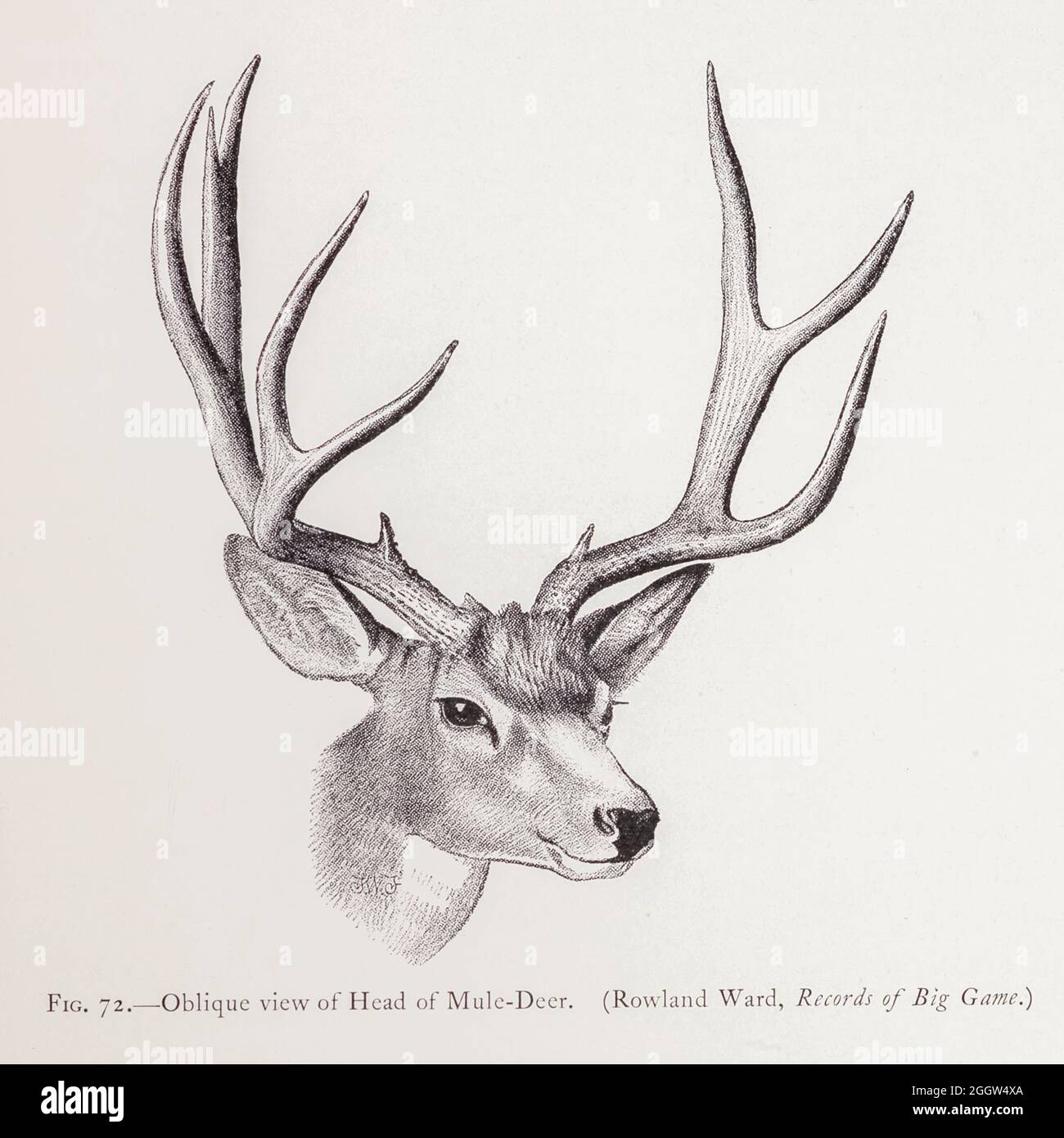 La testa obliqua del cervo mulo (Odocoileus hemionus) è un cervo indigeno dell'America del Nord occidentale; è chiamata per le sue orecchie, che sono grandi come quelle del mulo. Dal libro ' il cervo di tutte le terre : Una storia della famiglia Cervidae, vivente ed estinta ' di Richard Lydekker, pubblicato a Londra da Ward 1898 Foto Stock