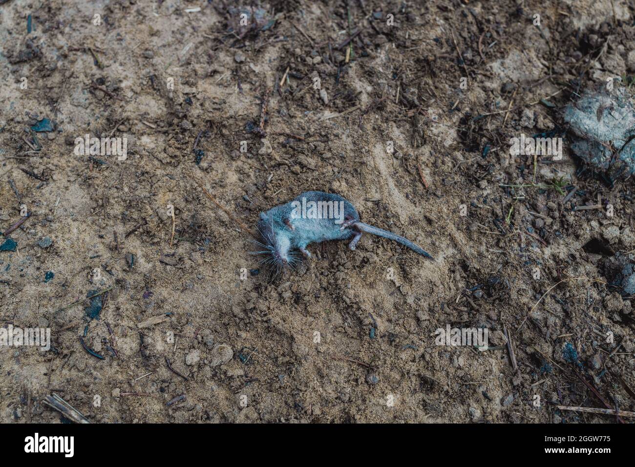 Concetto di rodenticida in agricoltura. Campo grigio topo morto a terra in tempo nuvoloso Foto Stock