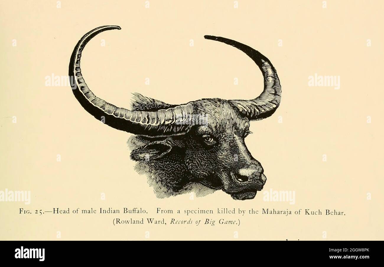 Testa di un Buffalo indiano maschio. Da un esemplare ucciso dal Maharaja di kuch Behar. Illustrazione dal libro ' Selvaggio buoi, pecore e capre di tutte le terre, viventi ed estinti ' di Richard Lydekker (1849-1915) pubblicato nel 1898 da Rowland Ward, Londra Foto Stock