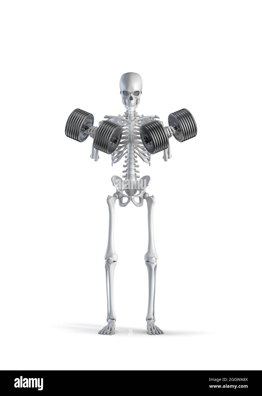 Scheletro fitness con manubri - illustrazione 3D di figura scheletro umano maschile sollevamento pesante coppia dumbbell isolato su sfondo bianco studio Foto Stock