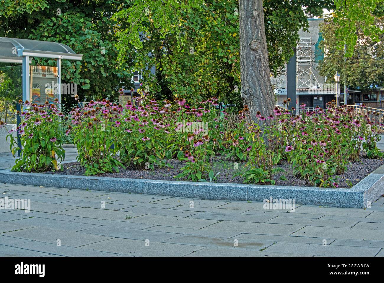 Braunschweig, Stadtlandschaft Häuser und Straßenverkehr im Hintergrund, Vordergrund blühende Blumen ein kleines Stück Natur in kleinen Beeten Foto Stock
