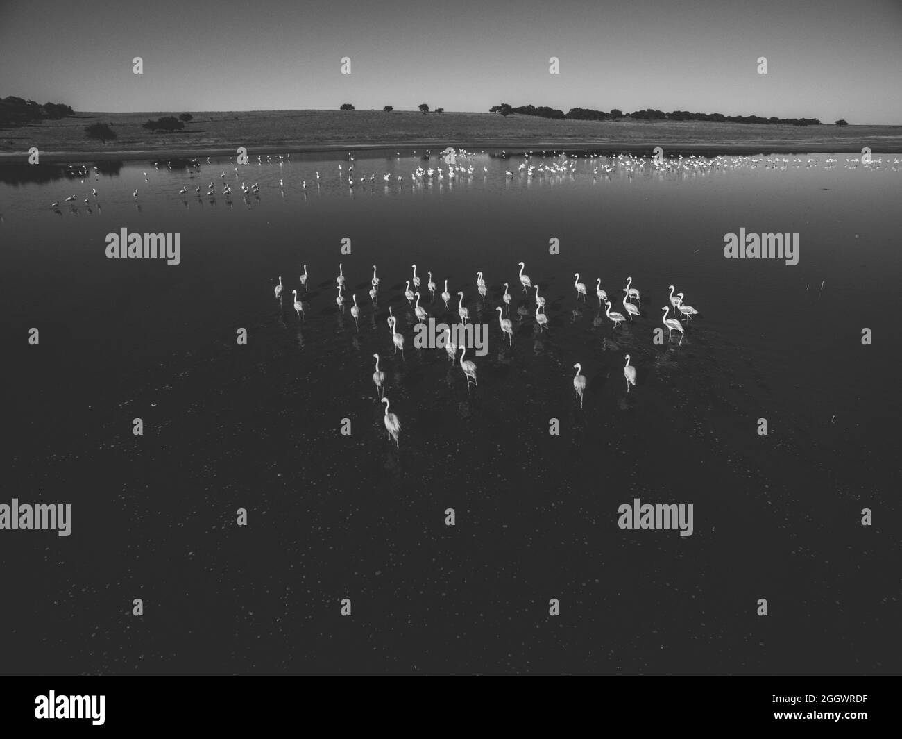 Veduta aerea del gregge di fenicotteri nella laguna di Pampas, provincia di la Pampa, Patagonia, Argentina. Foto Stock
