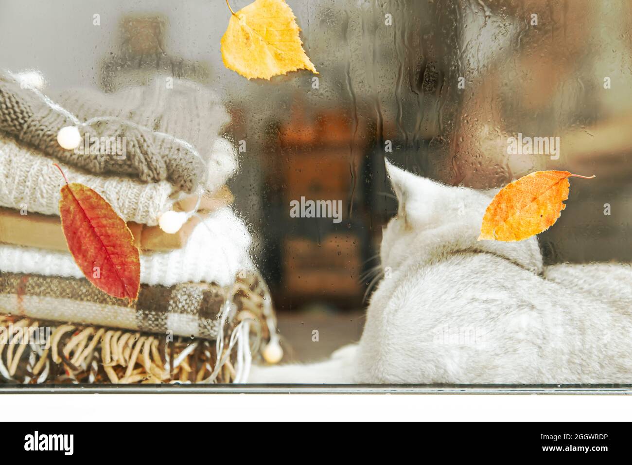 Gatto britannico bianco dorme sul davanzale. Autunno, pioggia fuori dalla finestra, le foglie cadono. Sfocato. Foto Stock
