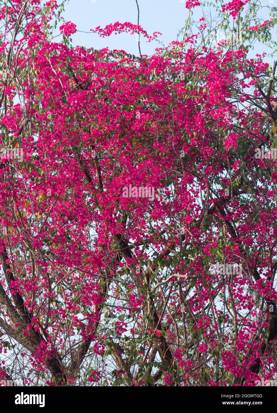 Bella Bougainvillea Magenta fiori in fiore e bougainvillea albero in estate. Carta da parati Bougainvillea texture pattern sfondo. Foto Stock