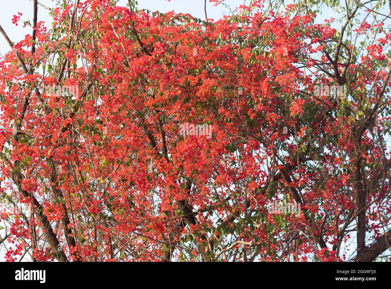 Bella arancione magenta Bougainvillea fiori in fiore e bougainvillea albero in estate. Carta da parati Bougainvillea texture pattern sfondo. Foto Stock
