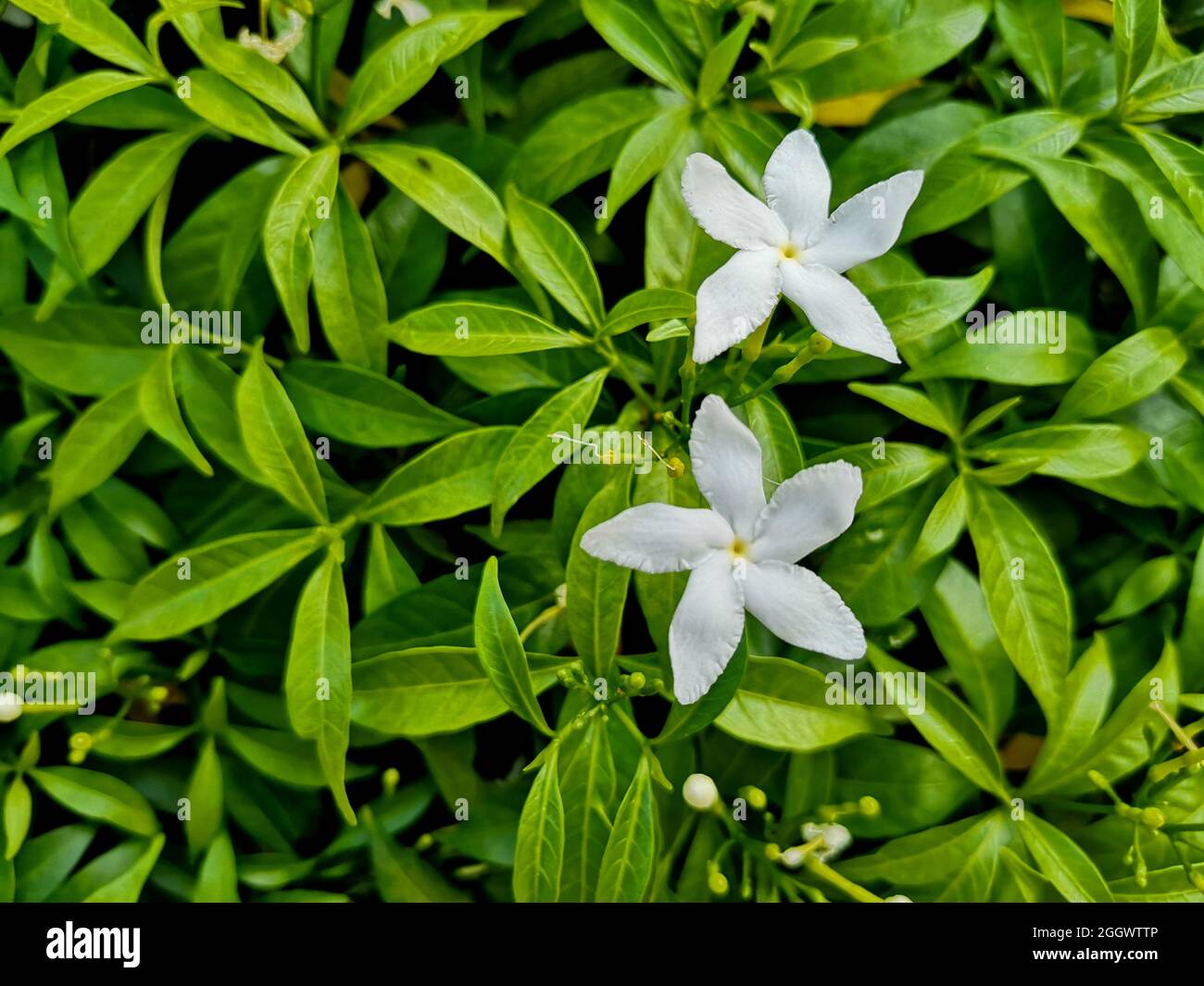 Fiori bianchi chiamati Gordenia Crape Jasmine con foglia verde Foto Stock