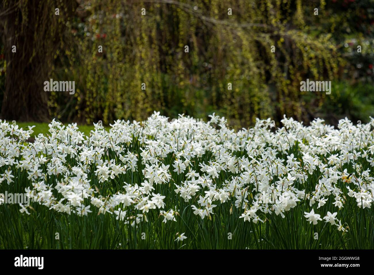 Daffodils Narcissus bianco puro che cresce in un giardino in Cornovaglia. Foto Stock