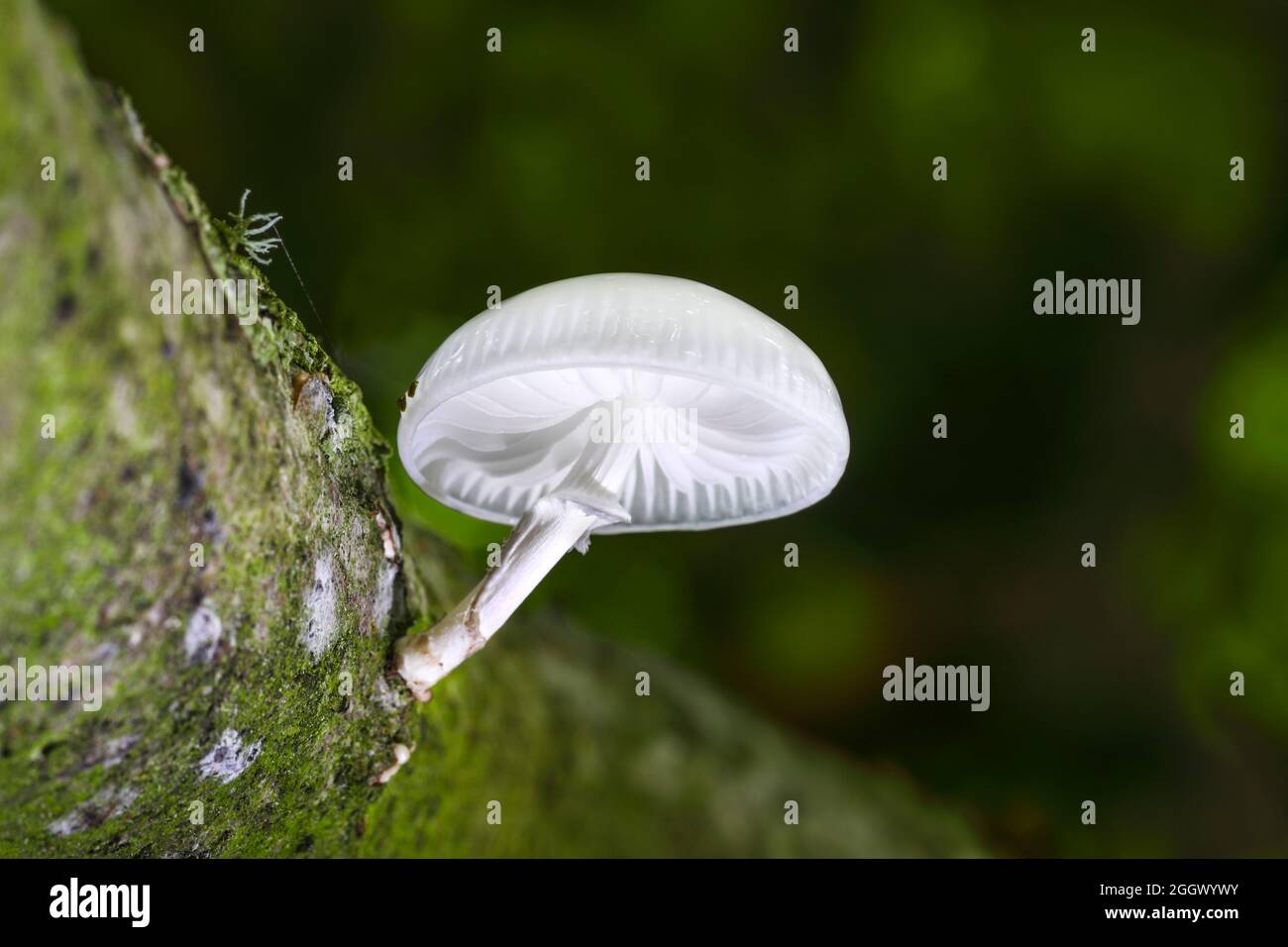 Fungus porcellanato (Oudemansiella mucida) coltivato su un albero di faggio, Inghilterra, Regno Unito Foto Stock