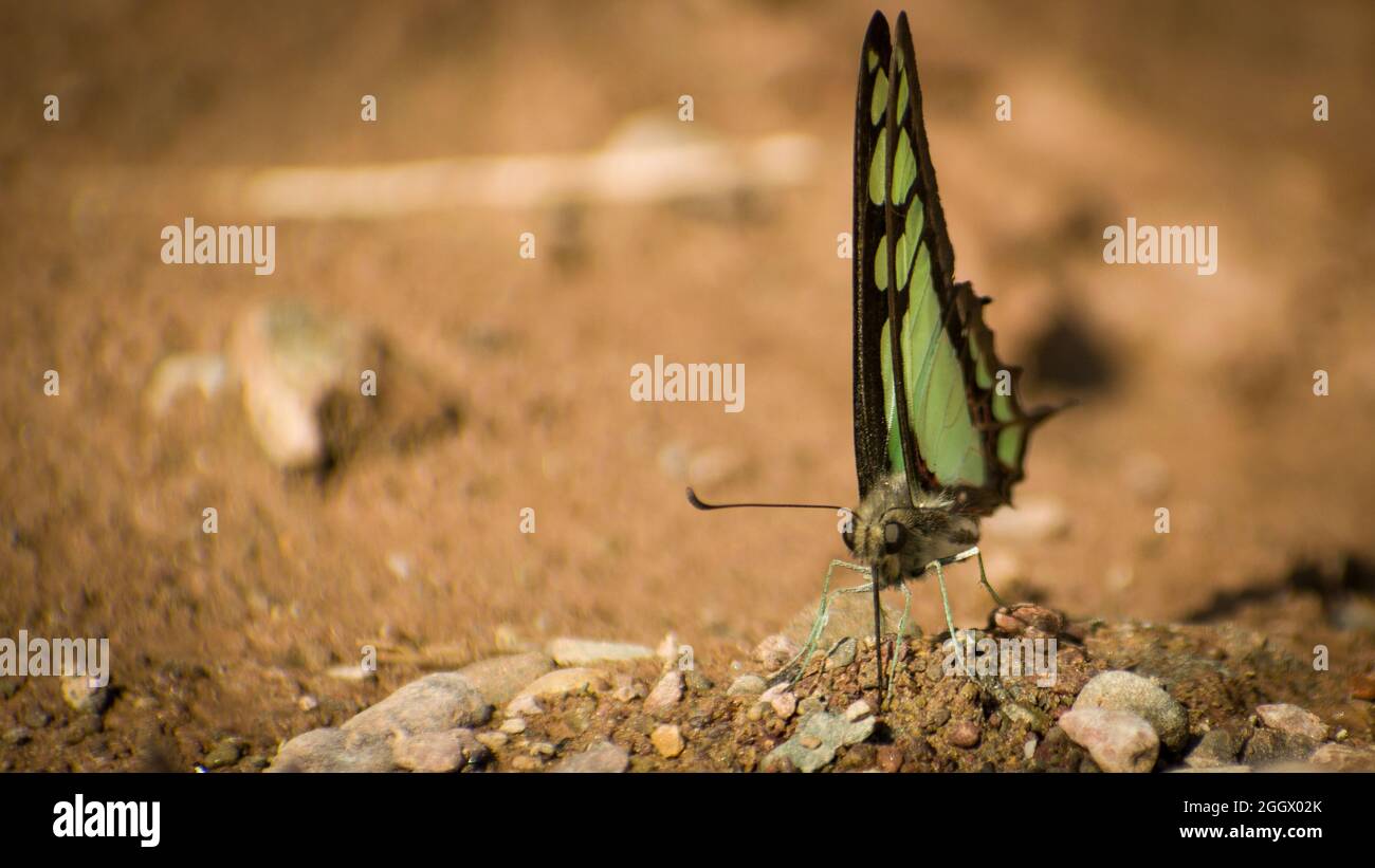 farfalla glassy bluebottle (graphium clonthus) Foto Stock