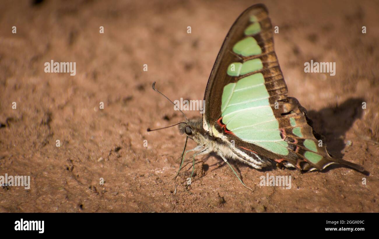 Bella farfalla verde a terra. Glassy farfalla bluebottle ( graphium clonthus) Foto Stock