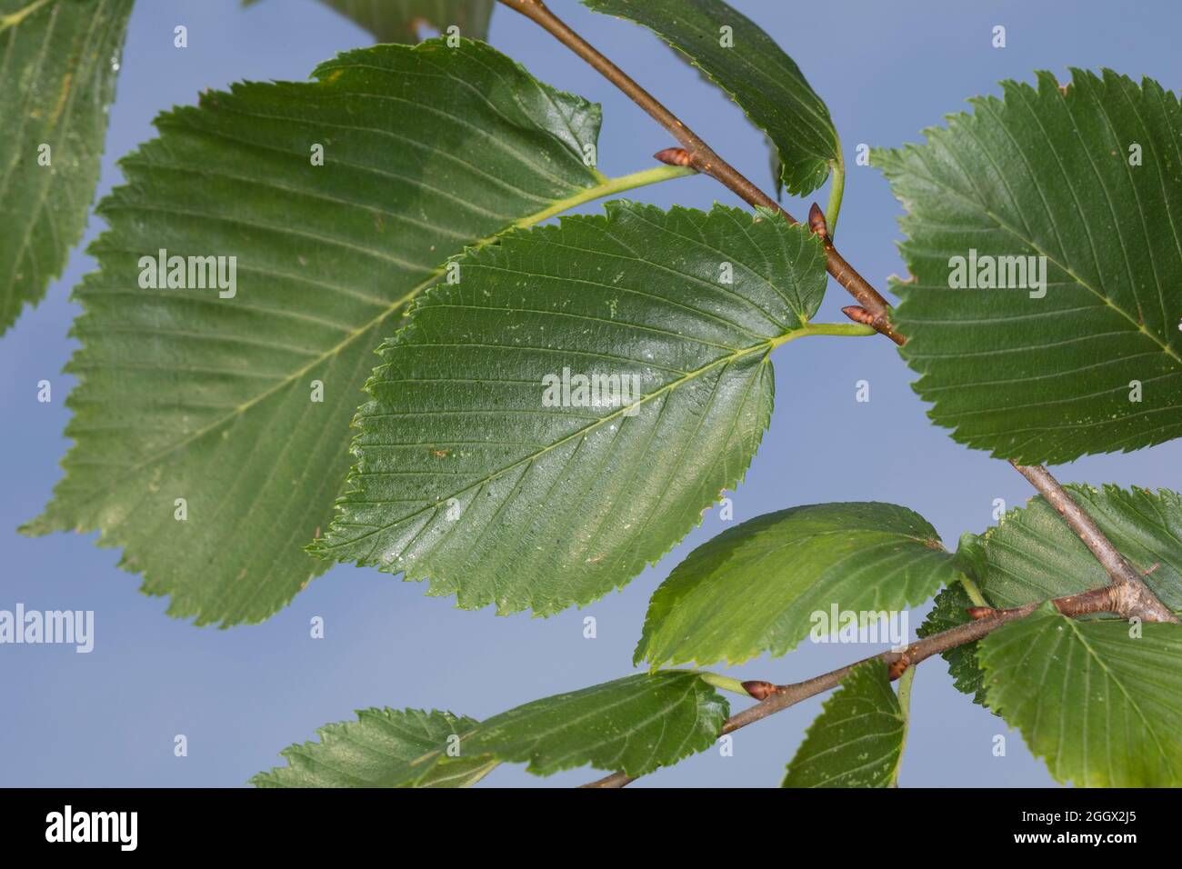 Flatterulme, Flatter-Ulme, Ulme, Flatterrüster, Blatt, Blätter, Ulmus laevis, Ulmus effusa, bianco europeo Olmo, svolazzanti Elm, diffondendo Elm, Russo Foto Stock