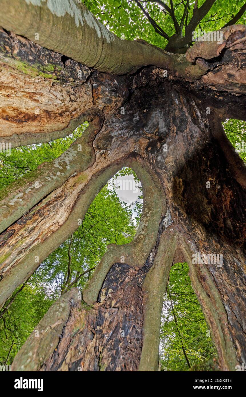 albero elm con base a tronco aperto Foto Stock