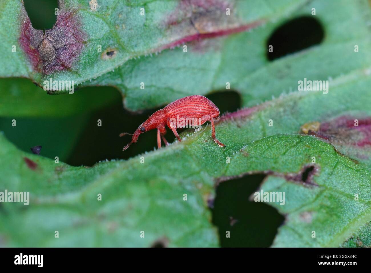 Primo piano su un bel piccolo dolce rosso, l'Apion frumentarium Foto Stock