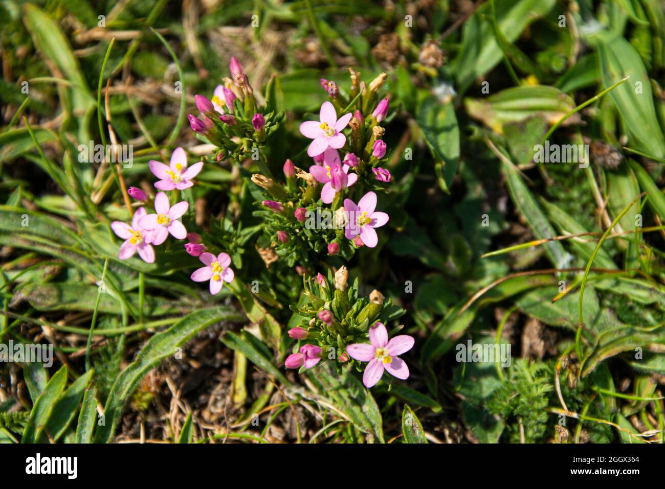 Una centauria comune (Centaurium eritraea) Foto Stock