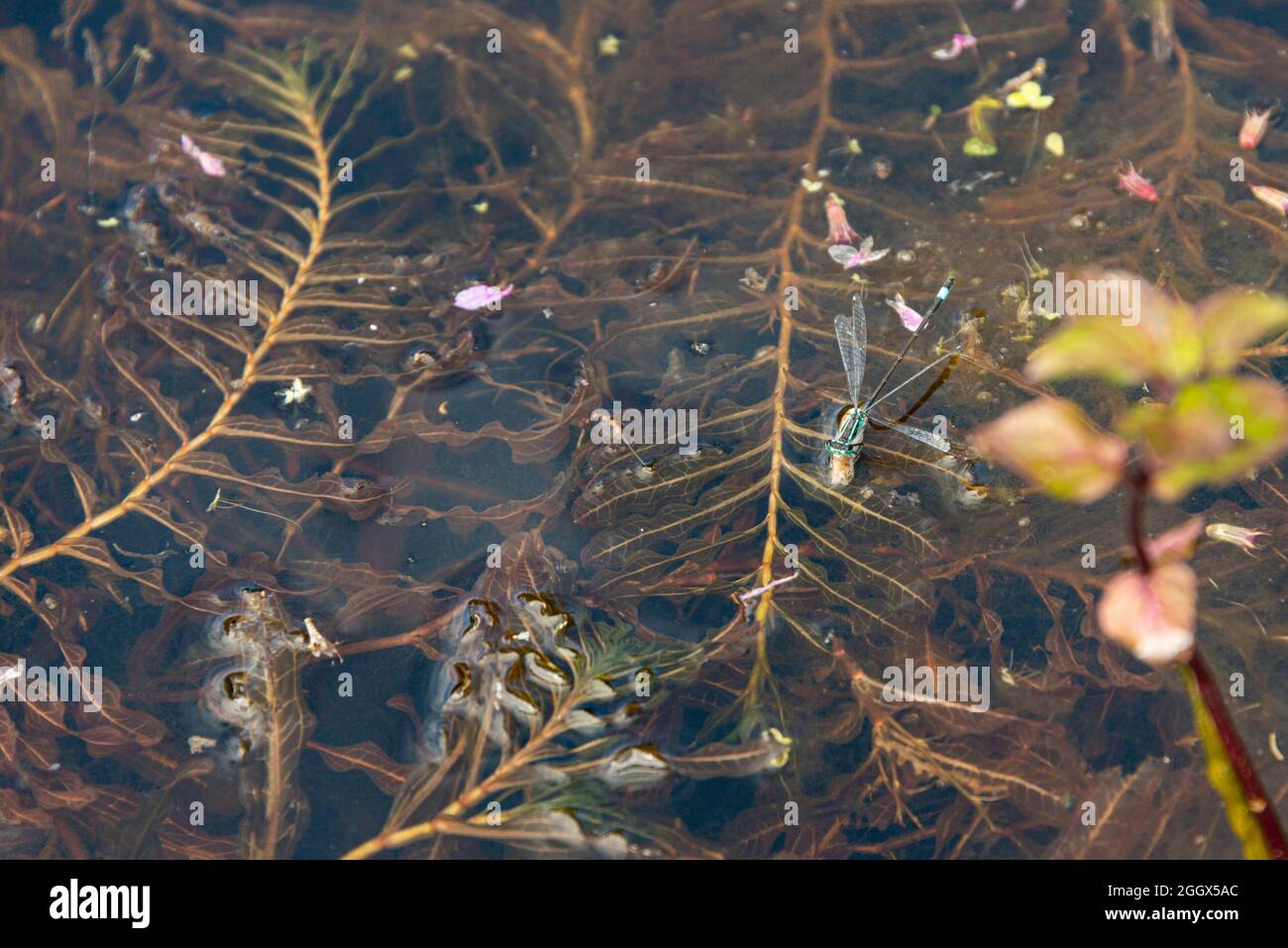 Una damselfly dalla coda blu (Ischnura elegans) Foto Stock