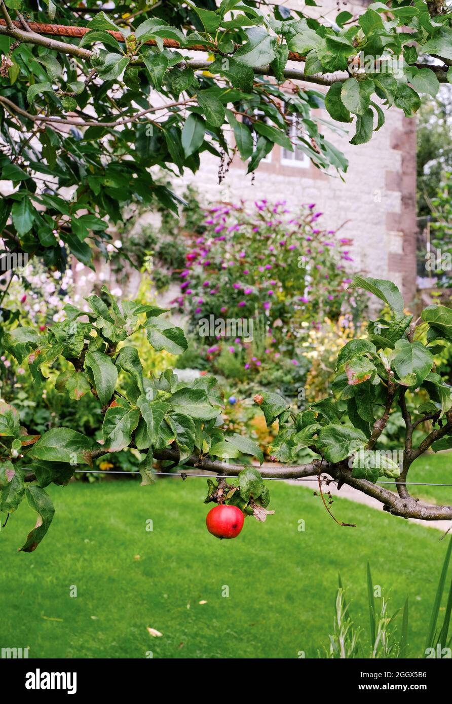 Una mela rossa solitaria è appesa a un ramo in un giardino di campagna del Derbyshire sullo sfondo di una buddleia viola. Foto Stock Una mela rossa solitaria è appesa a un ramo in un giardino di campagna del Derbyshire sullo sfondo di una buddleia viola. Foto Stock