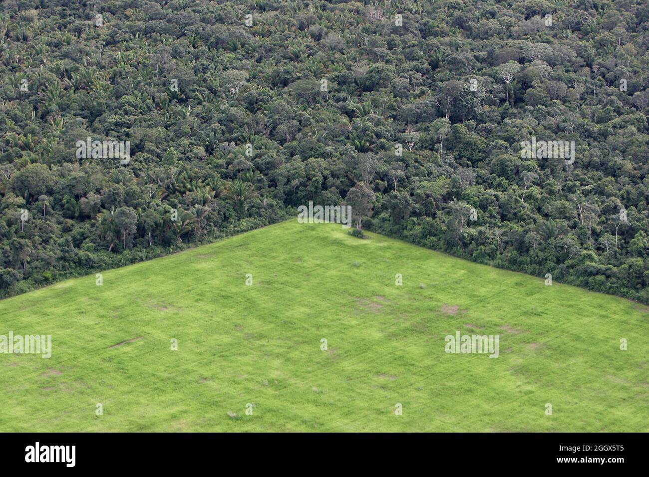 Grande proprietà di gestione del terreno nella foresta pluviale amazzonica, zone inframezzate di foreti intatti e aree deforestate occupate con piantagione di soia. Foto Stock