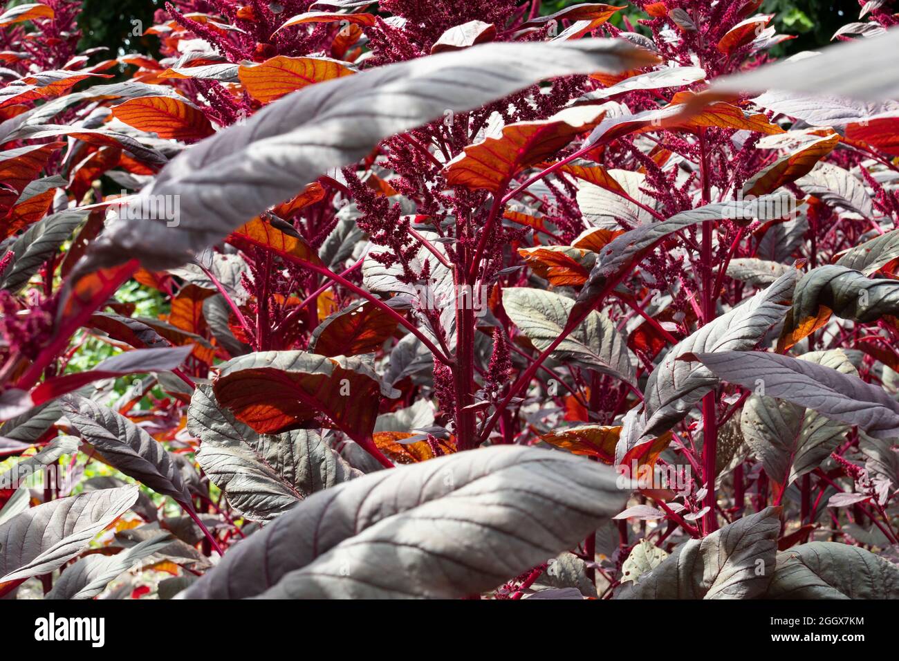 Campo con piante di amaranto fresche rosse fiorite alla luce del sole vicino telaio pieno Foto Stock