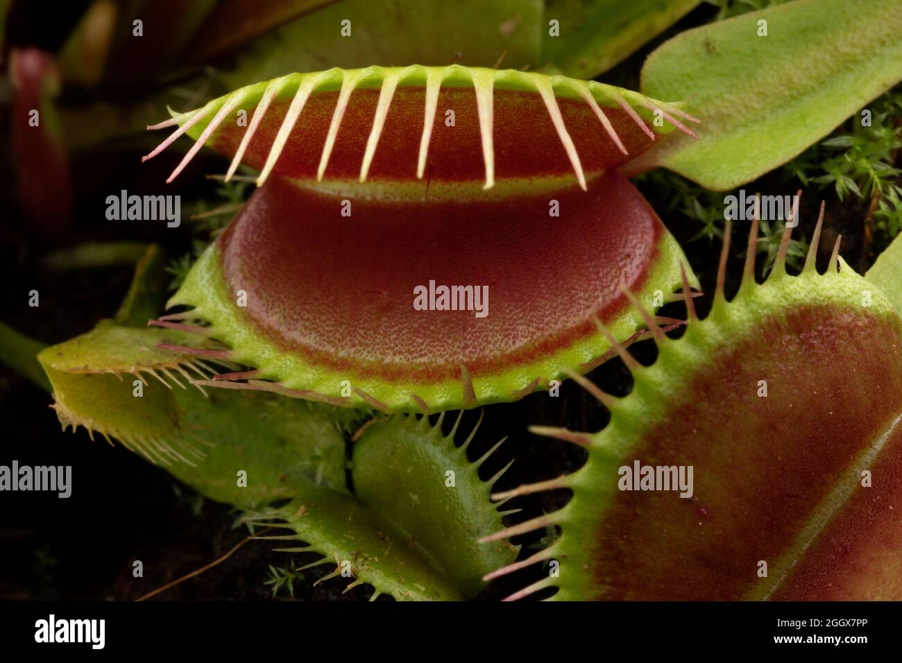 Da vicino le foglie del flytrap di Venere, Dionaea muscipula, pianta carnivora subtropicale Foto Stock