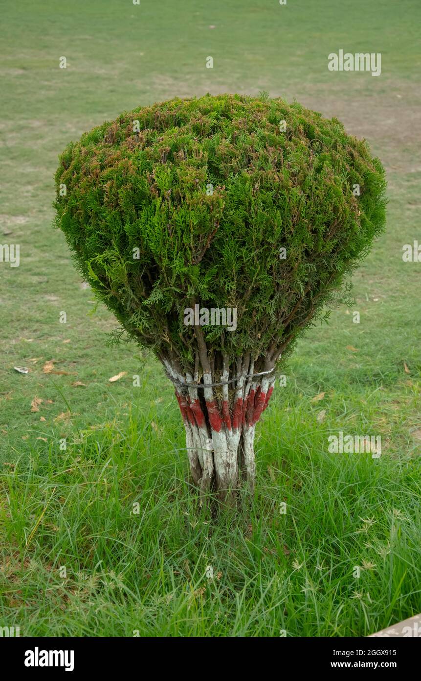 FUOCO SELETTIVO SUL DISEGNO E LA PIANTA VERDE BELLA DI THUJA NEL GIARDINO CON SFONDO SFOCATO ISOLATO NELLA LUCE DEL SOLE DEL MATTINO. Foto Stock