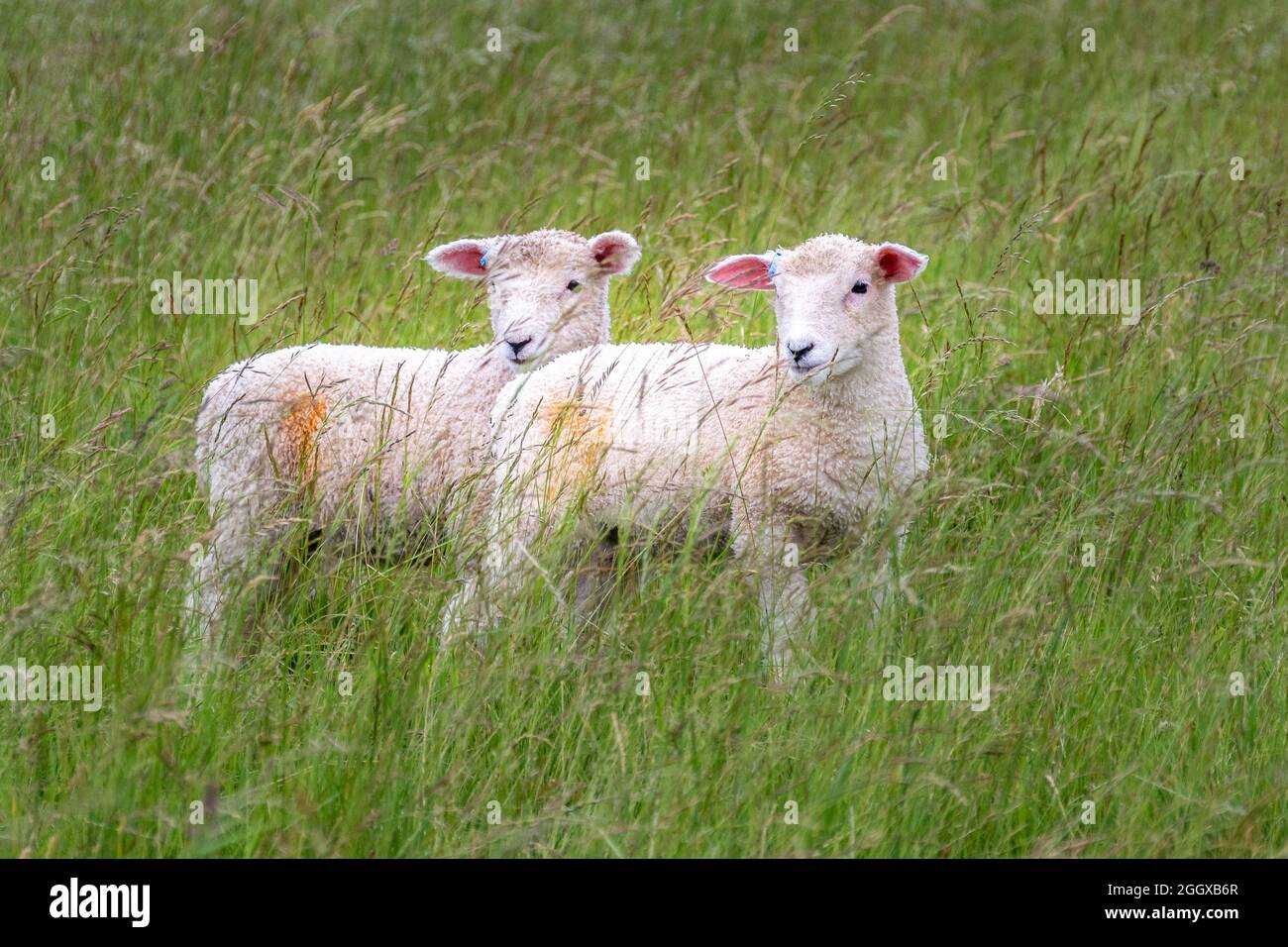 Un paio di agnelli sorgeva tra la lunga erba di un prato in cui il gregge sta pascolare. Sono contrassegnati con cerchi arancioni per identificarli, e sono al Foto Stock