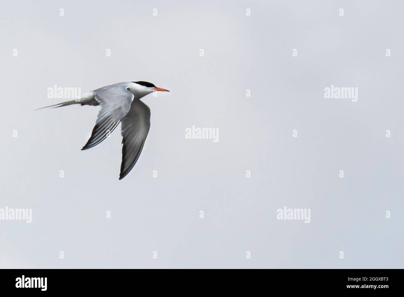 Tern artico, sorvolando la riserva naturale dell'Hodbarrow, Millon Cumbria, Regno Unito. Foto Stock