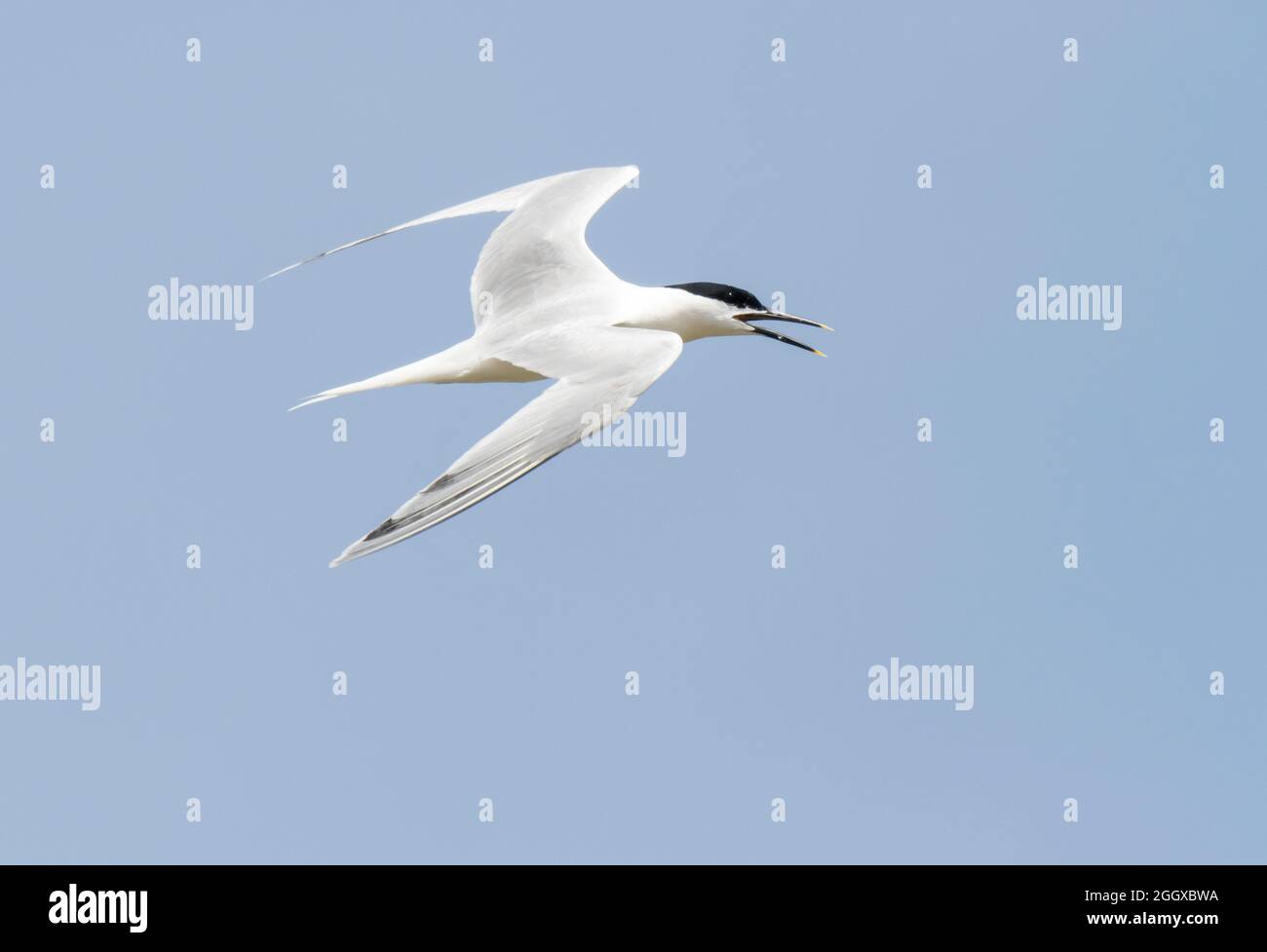 Little Tern, sorvolando la riserva naturale di Hodbarrow, Millon Cumbria, Regno Unito. Foto Stock