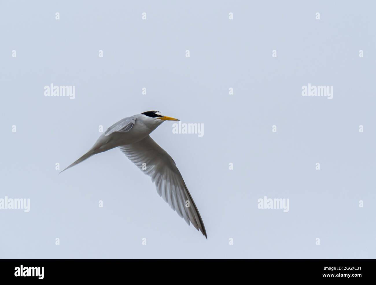 Little Tern, sorvolando la riserva naturale di Hodbarrow, Millon Cumbria, Regno Unito. Foto Stock