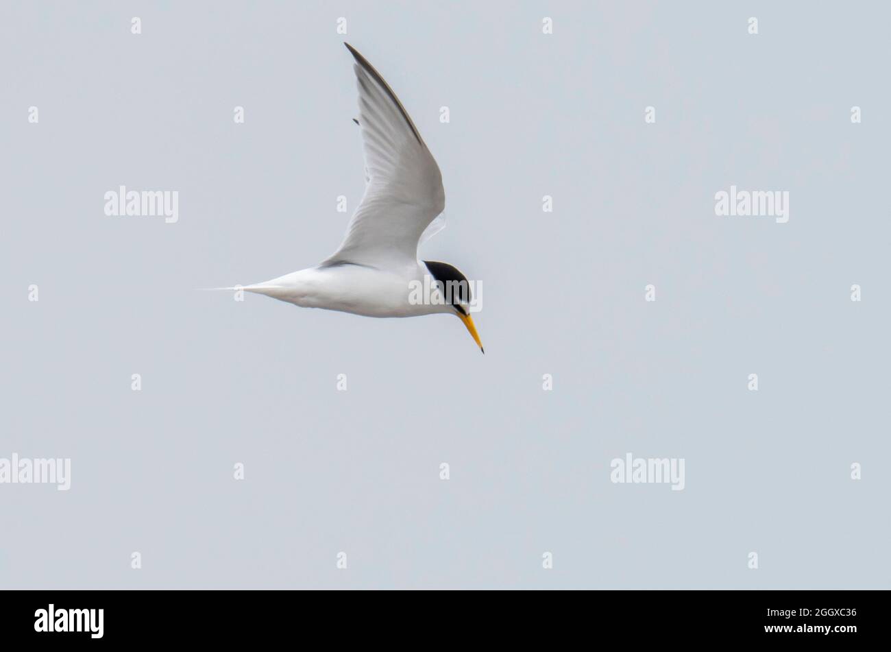 Little Tern, sorvolando la riserva naturale di Hodbarrow, Millon Cumbria, Regno Unito. Foto Stock