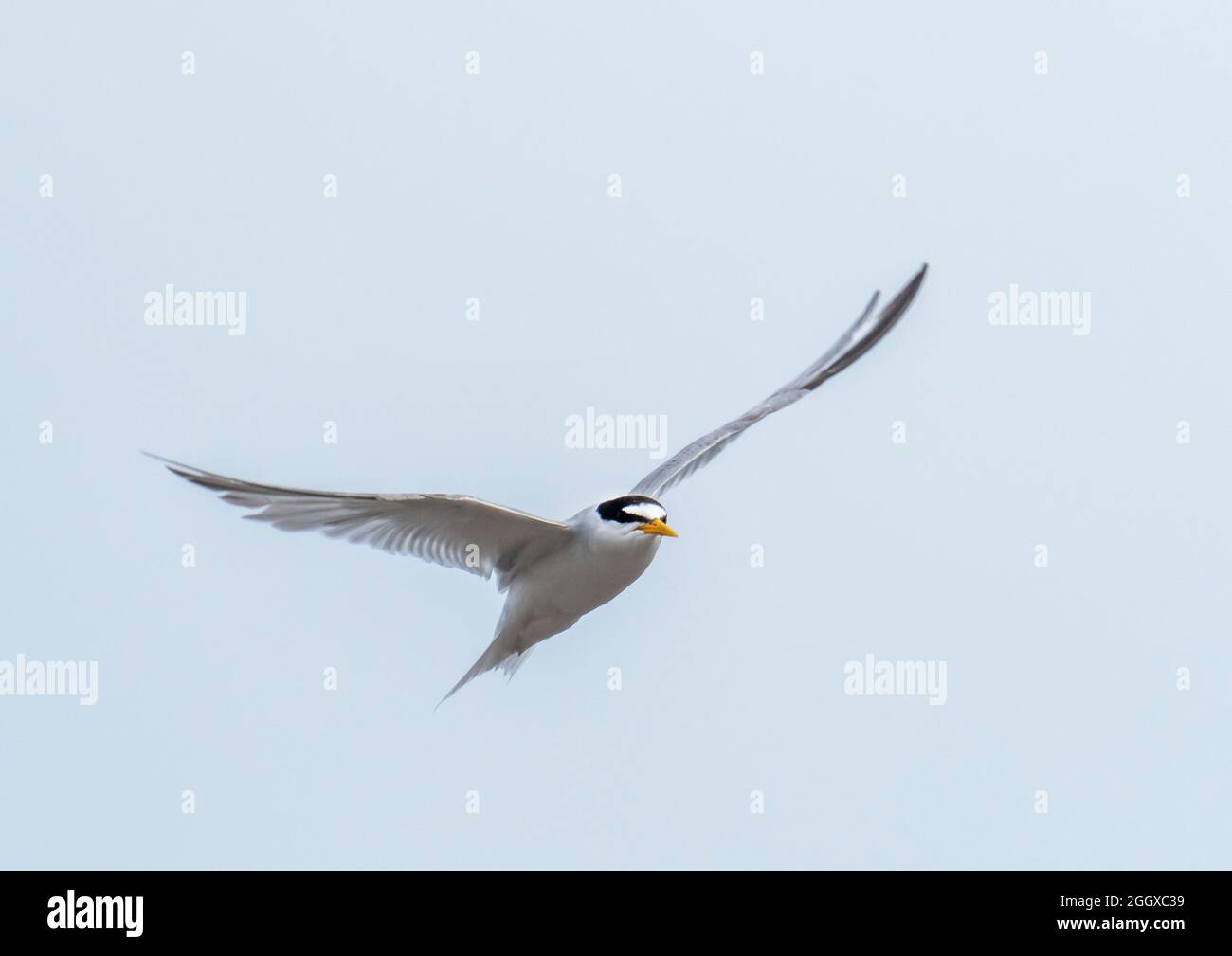 Little Tern, sorvolando la riserva naturale di Hodbarrow, Millon Cumbria, Regno Unito. Foto Stock