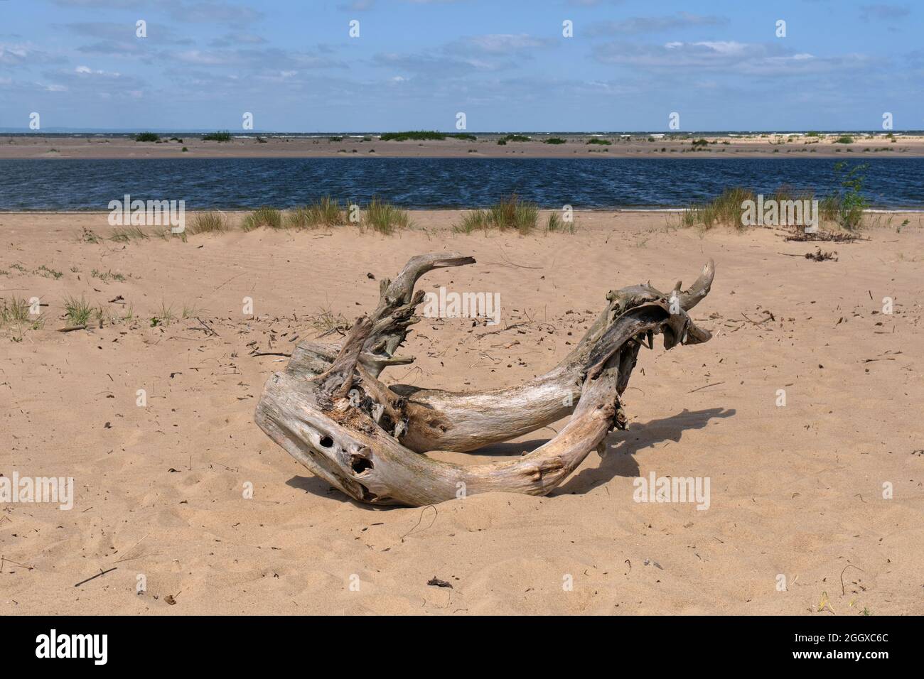 Asciutto arto lavato a riva, Mar Baltico in Polonia Foto Stock