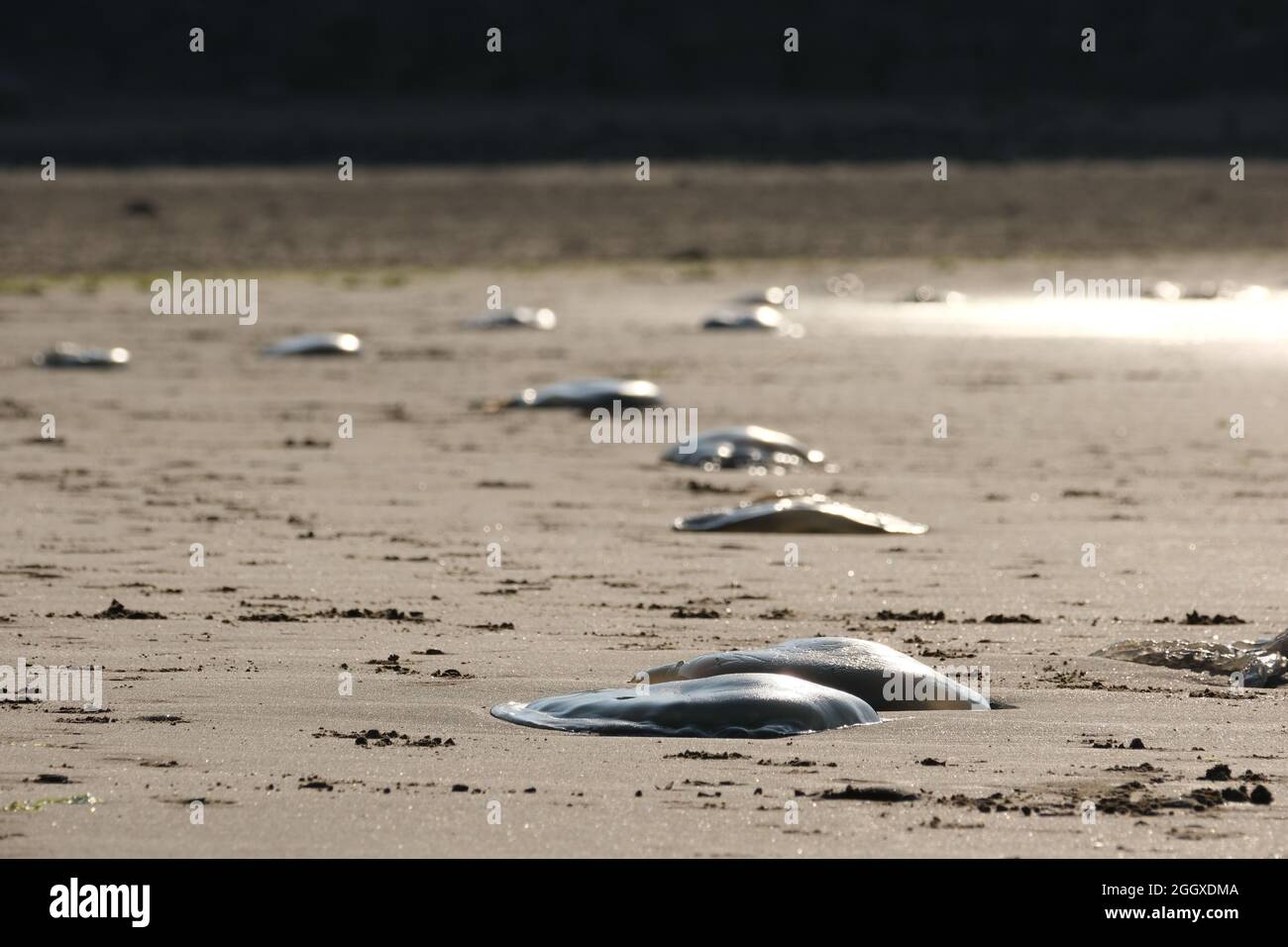 Gower, Swansea, Regno Unito. 3 settembre 2021. UK tempo: Grande gelatina di pesce litter la spiaggia come la marea li lascia alti e asciutti in una bella serata soleggiata e calda a Broughton Bay sulla penisola di Gower. Credit: Gareth Llewelyn/Alamy Live News Foto Stock