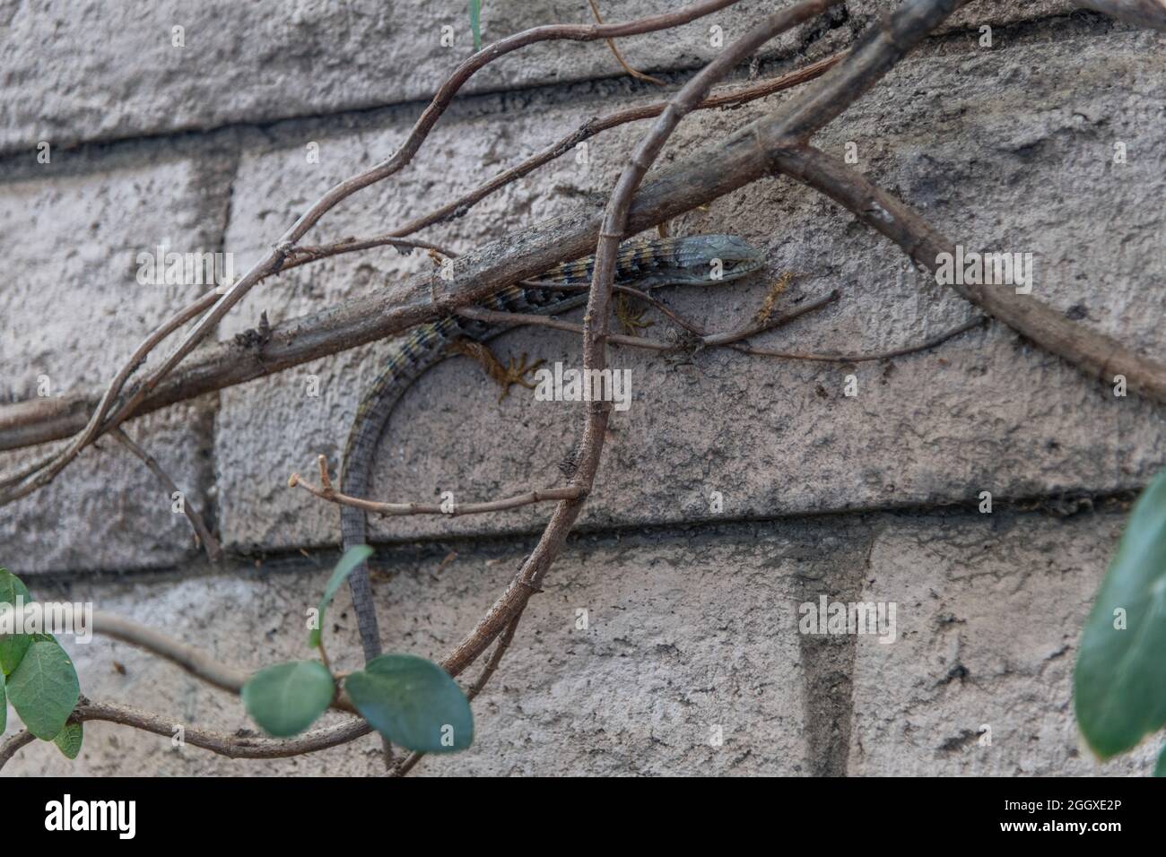 Lucertola di alligatore che si nasconde dietro l'edera su un muro di mattoni di silicio a Los Angeles, California Foto Stock