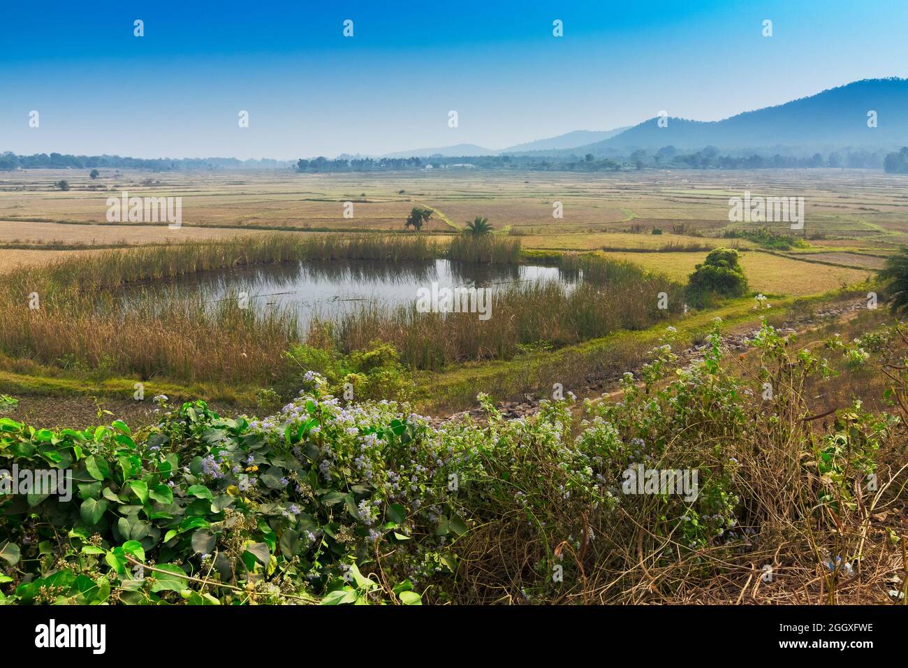 Bellezza paesaggistica verde di un laghetto rurale nel villaggio indiano con cielo blu - Purulia, Bengala Occidentale, India Foto Stock