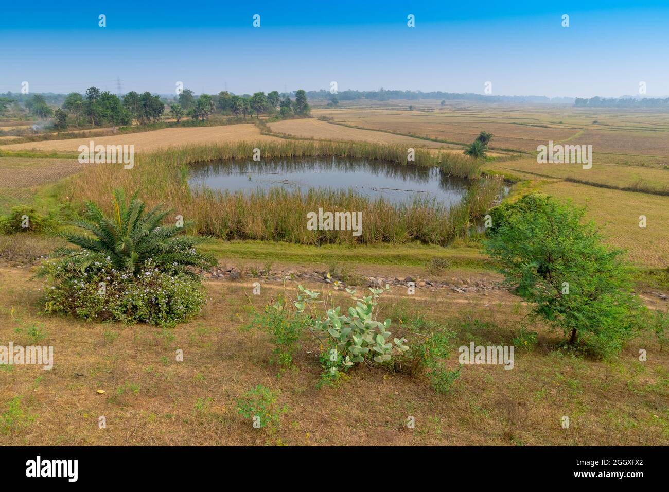 Bellezza paesaggistica verde di un laghetto rurale nel villaggio indiano con cielo blu - Purulia, Bengala Occidentale, India Foto Stock